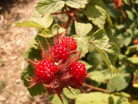  Image name: lampone4.jpg 
 width: 450 pixel 
 height: 341 pixel 
 Size: 44403 bytes 
 Click to enlarge 